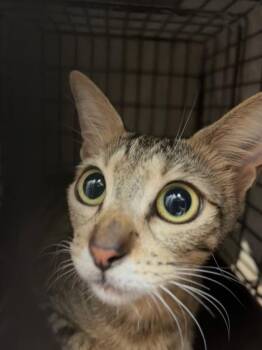 Babushka -  Domestic Short Hair Cat for Adoption in Honolulu, Hawaii - Babushka | PetCurious