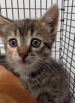 Domestic Short Hair Cats Available for Adoption in Fort Lauderdale, Florida - A2475182 | PetCurious