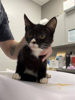 MIDNITE -  Domestic Short Hair Cat for Adoption in Indianapolis, Indiana - MIDNITE | PetCurious