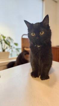 Melia -  Domestic Medium Hair Cat for Adoption in Pulaski, Tennessee - Melia | PetCurious