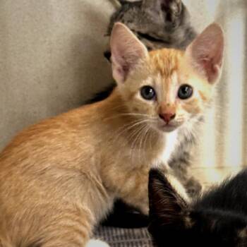 Firefly -  American Shorthair Cat for Adoption in Wheeling, Illinois - Firefly | PetCurious