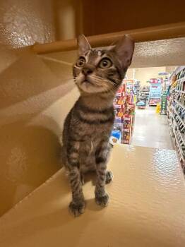 Domestic Short Hair Cats Available for Adoption - Ojos | PetCurious