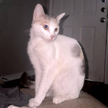 Mimi Rose Howard -  Domestic Short Hair Cat for Adoption in Austin, Texas - Mimi Rose Howard | PetCurious