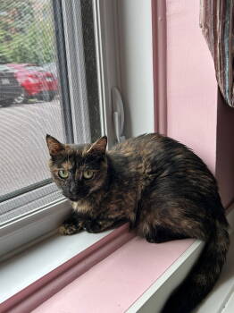 Rescue Domestic Short Hair Cats for Adoption in Montreal, Quebec - Lagertha | PetCurious