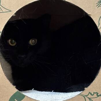 BOBA -  Domestic Short Hair Cat for Adoption in St. Louis, Missouri - BOBA | PetCurious