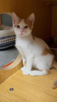 George -  Domestic Short Hair Cat for Adoption in Honolulu, Hawaii - George | PetCurious