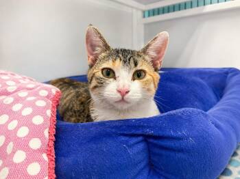 Peony -  Torbie and Domestic Short Hair Cat for Adoption in Raleigh, North Carolina - Peony | PetCurious