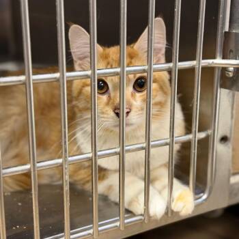 Krusty K -  Domestic Medium Hair Cat for Adoption in Fort Smith, Arkansas - Krusty K | PetCurious