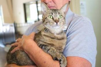 Cowboy -  Domestic Short Hair Cat Available for Adoption in Brunswick, Georgia - Cowboy | PetCurious
