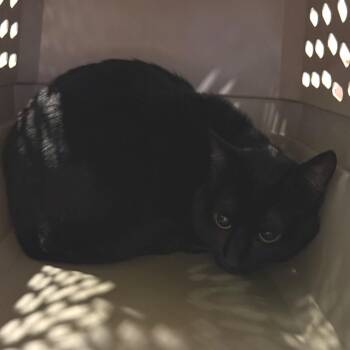 Pisco -  Domestic Short Hair Cat for Adoption in Charlottesville, Virginia - Pisco | PetCurious