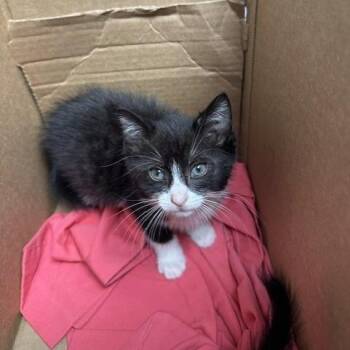 Aliyah -  Domestic Short Hair Cat for Adoption in Indianapolis, Indiana - Aliyah | PetCurious