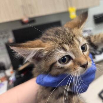 Doc (red collar) -  Domestic Short Hair Cat for Adoption in Chattanooga, Tennessee - Doc (red Collar) | PetCurious