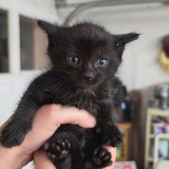 Blackbird -  Domestic Short Hair Cat for Adoption in Kansas City, Missouri - Blackbird | PetCurious