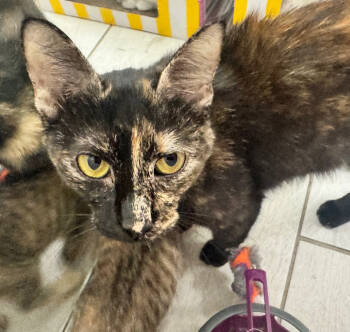 Rescue Domestic Short Hair Cats for Adoption in Dallas, Texas - Truffles | PetCurious