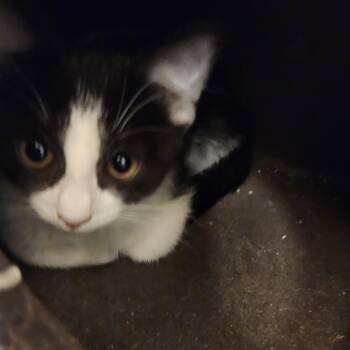 Rescue Domestic Short Hair Cats for Adoption in St. Cloud, Minnesota - Willow | PetCurious