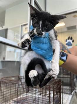 GUSTAVO -  Domestic Short Hair Cat for Adoption in San Antonio, Texas - GUSTAVO | PetCurious