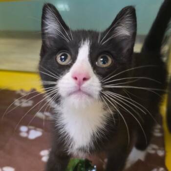 Meowsir -  Domestic Short Hair Cat for Adoption in Abilene, Texas - Meowsir | PetCurious