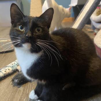 Domestic Long Hair and Domestic Short Hair Cats Available for Adoption in Saint Francis, Minnesota - CJ & Mae | PetCurious