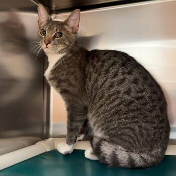 Domestic Short Hair Cats Available for Adoption in St. Augustine, Florida - Leon | PetCurious