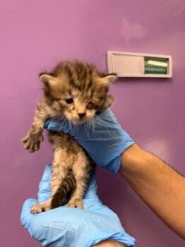 Domestic Short Hair Cats Available for Adoption in El Paso, Texas - 60870589 | PetCurious