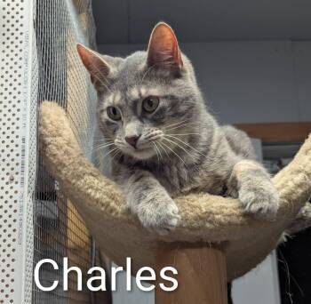Rescue Domestic Short Hair Cats for Adoption in Fort Ripley, Minnesota - Charles | PetCurious