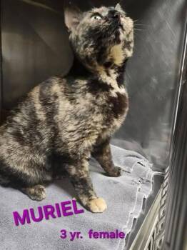 MURIEL -  Domestic Short Hair Cat for Adoption in Holbrook, New York - MURIEL | PetCurious