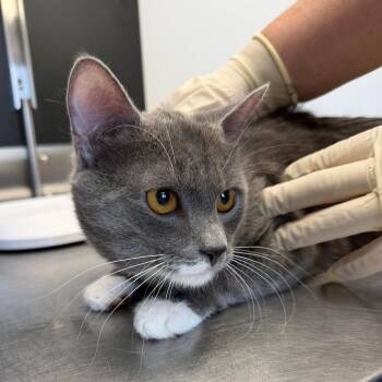 Domestic Short Hair Cats Available for Adoption in Watertown, New York - Hostess | PetCurious