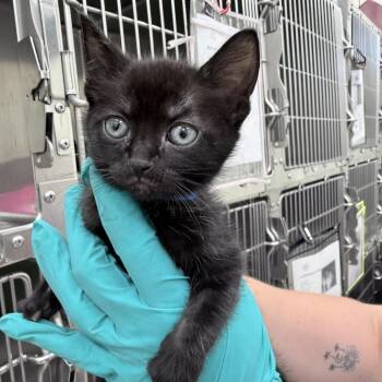 Abbott -  Domestic Short Hair Cat for Adoption in Auburn, Alabama - Abbott | PetCurious