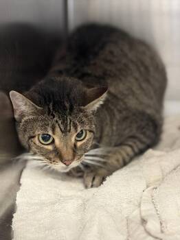 RAVEL -  Domestic Short Hair Cat for Adoption in Dallas, Texas - RAVEL | PetCurious