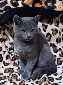 Rescue Domestic Short Hair Cats for Adoption in Bethpage, New York - Biscuit | PetCurious