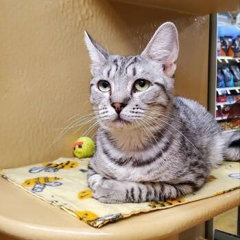 Pogo -  Ragdoll and Bengal Cat for Adoption in Hemet, California - Pogo | PetCurious