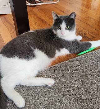 Domestic Short Hair Cats Available for Adoption - Ricky | PetCurious