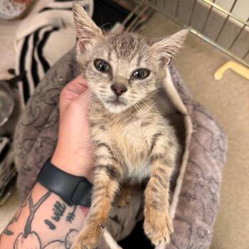Pastrami -  Domestic Short Hair Cat for Adoption in Lynchburg, Virginia - Pastrami | PetCurious
