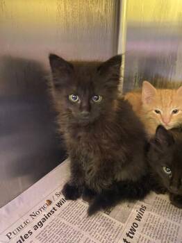 Domestic Medium Hair Cats Available for Adoption in Jackson, Tennessee - Norma | PetCurious