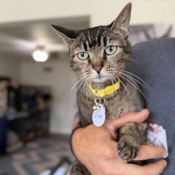 Domestic Short Hair Cats Available for Adoption in Ramona, California - J-Lo | PetCurious