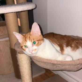 Bandy -  Domestic Short Hair Cat for Adoption in Saint-jacques, Quebec - Bandy | PetCurious