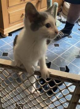 KIM -  Domestic Short Hair Cat for Adoption in San Antonio, Texas - KIM | PetCurious