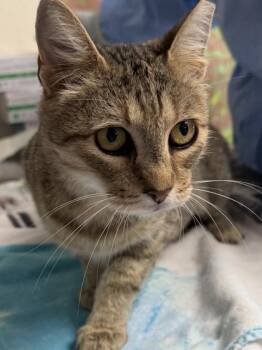 Bear -  Domestic Short Hair Cat for Adoption in San Antonio, Texas - Bear | PetCurious