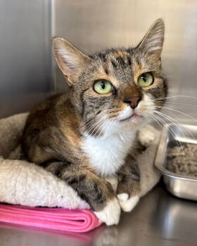 Rescue Domestic Short Hair Cats for Adoption in Arlington, Vermont - Short Cake | PetCurious