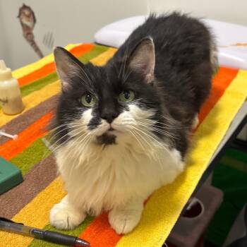 Foofa -  Domestic Long Hair Cat for Adoption in York, Pennsylvania - Foofa | PetCurious