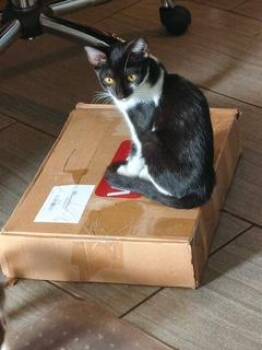 Gila -  Tuxedo Cat for Adoption in Phoenix, Arizona - Gila | PetCurious