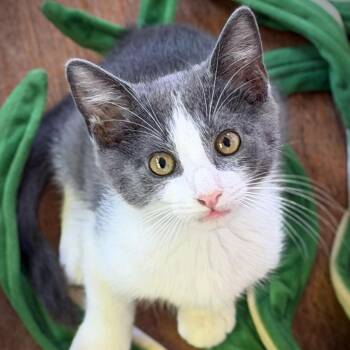 Kobe -  Domestic Short Hair Cat for Adoption in Greenfield, California - Kobe | PetCurious