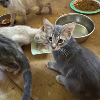 Georgie -  Domestic Short Hair Cat for Adoption in Tulsa, Oklahoma - Georgie | PetCurious
