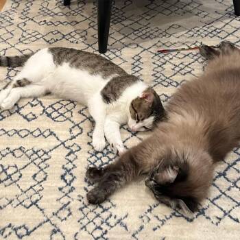 Domestic Short Hair Cats Available for Adoption in Arlington, Virginia - Felipe | PetCurious