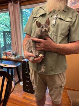 Crumb Go. -  Domestic Short Hair Cat for Adoption in West Peoria, Illinois - Crumb Go. | PetCurious
