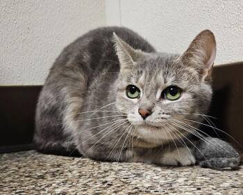 Twilight Sparkle -  Domestic Short Hair Cat for Adoption in Fremont, Ohio - Twilight Sparkle | PetCurious