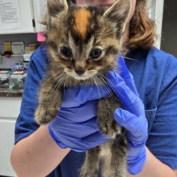 Maisie -  Domestic Short Hair Cat for Adoption in Fort Bragg, California - Maisie | PetCurious