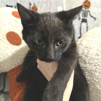 Rescue Domestic Short Hair Cats for Adoption in Huntington, West Virginia - Tornado- OKC | PetCurious