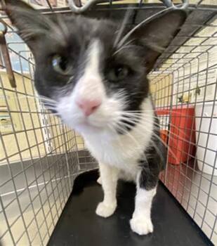 BONGO -  Domestic Short Hair Cat for Adoption in Fort Myers, Florida - BONGO | PetCurious