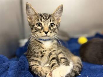 PUMPKIN -  Domestic Short Hair Cat for Adoption in Fort Lauderdale, Florida - PUMPKIN | PetCurious
